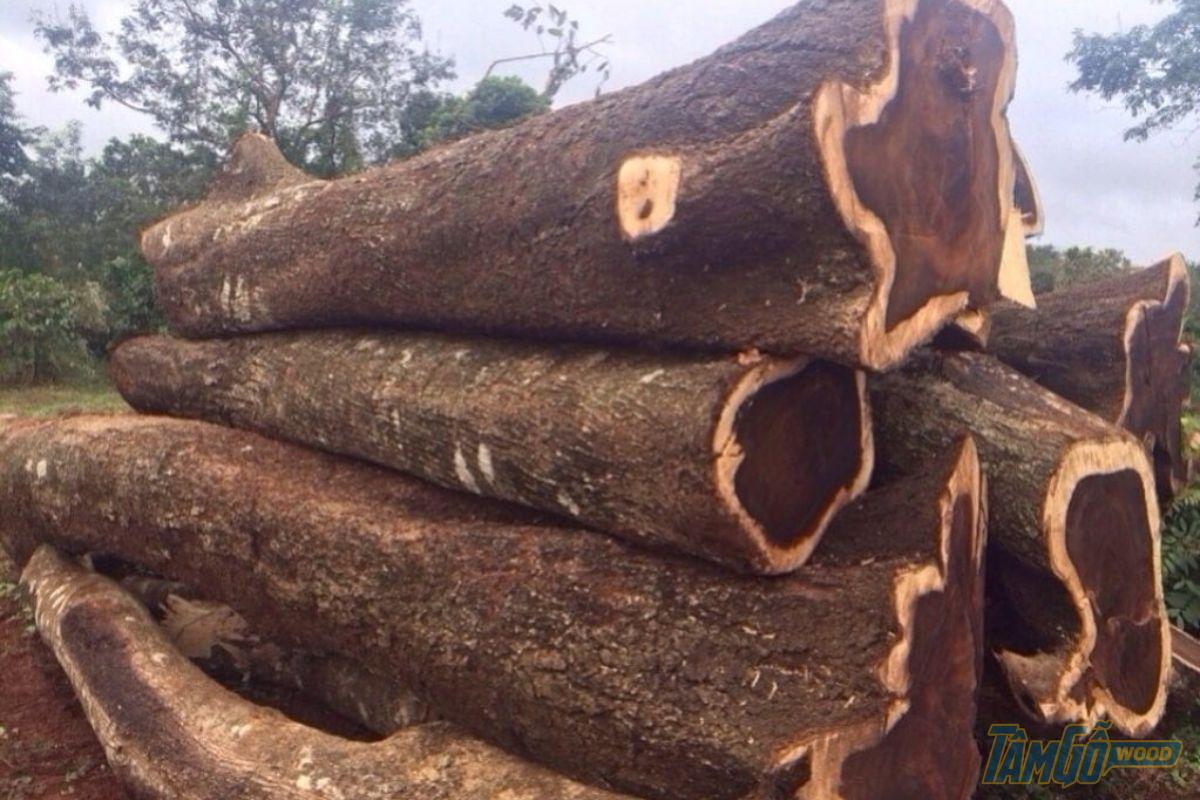 Thân cây gỗ muồng đen